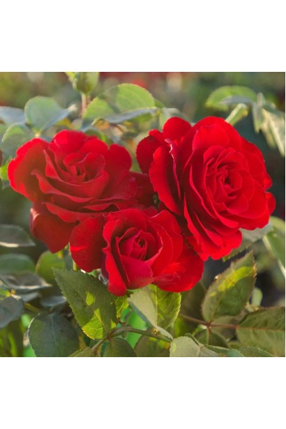 Троянда флорібунда червона - насичений колір квітів